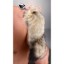 Picture of Foxxx Tail Metal Anal Plug
